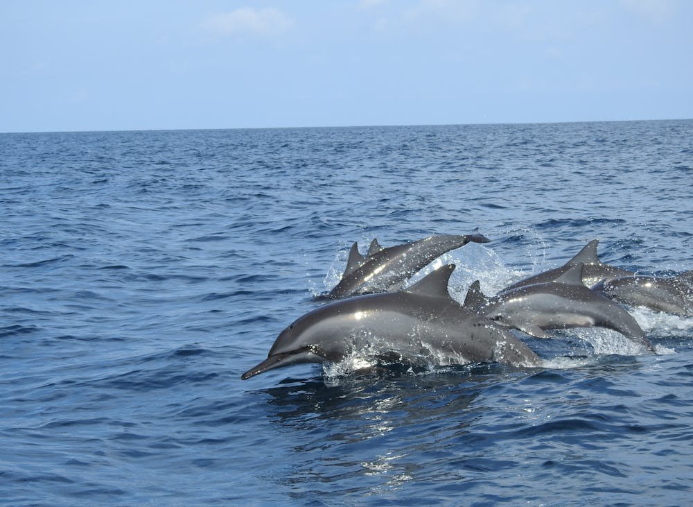 Dolphin Watching in Sri Lanka