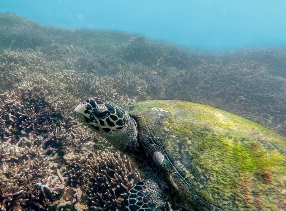 Snorkeling in Sri Lanka