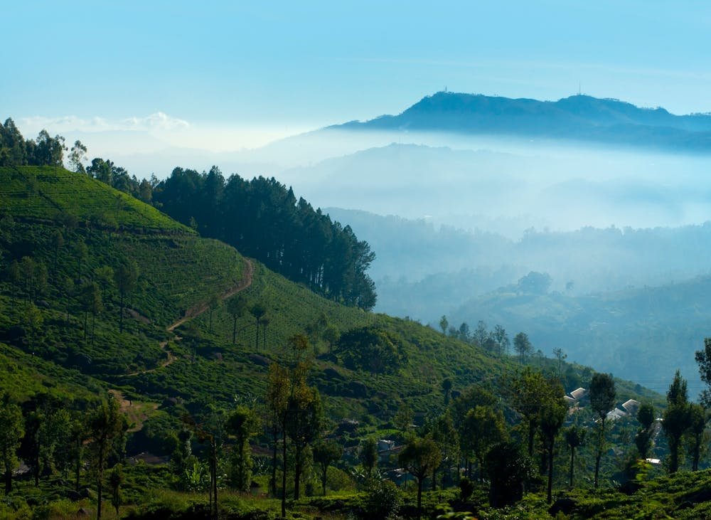 Tea Plantation Tour in Sri Lanka