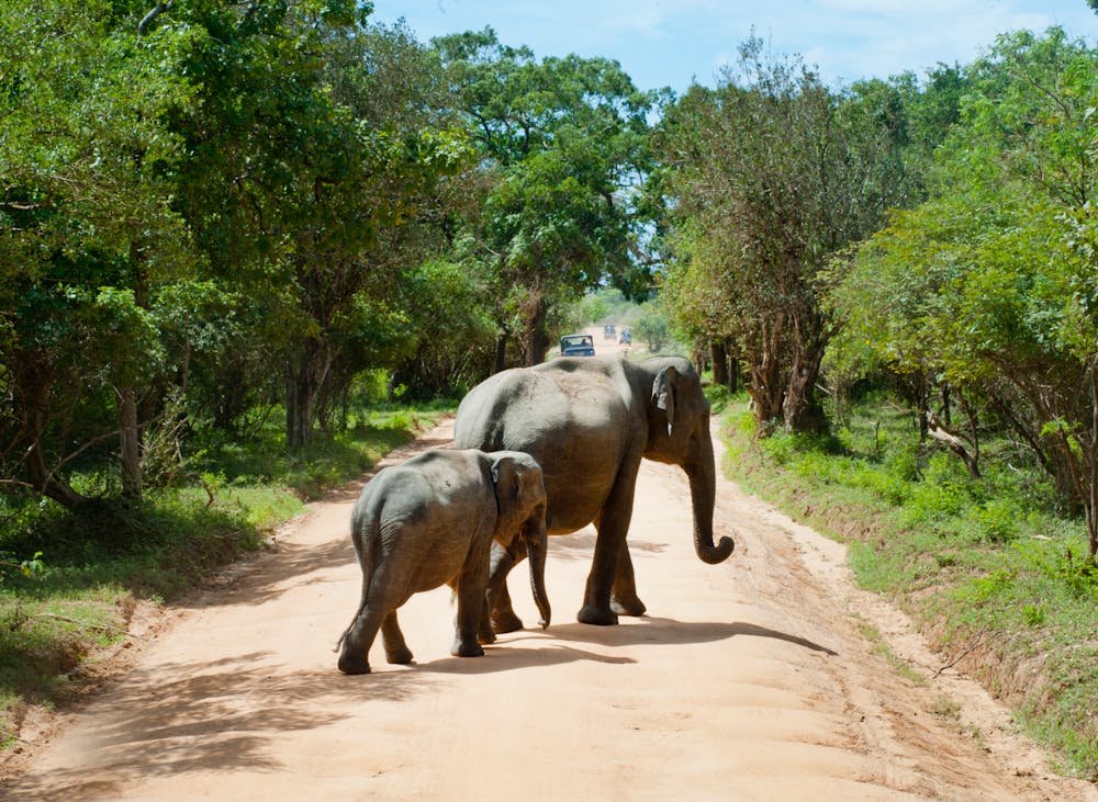 Safari Sri Lanka