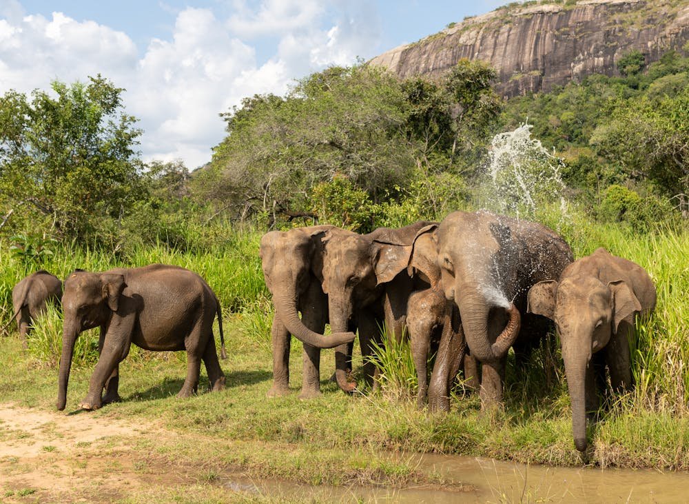 Sri Lanka Itinerary With Safari