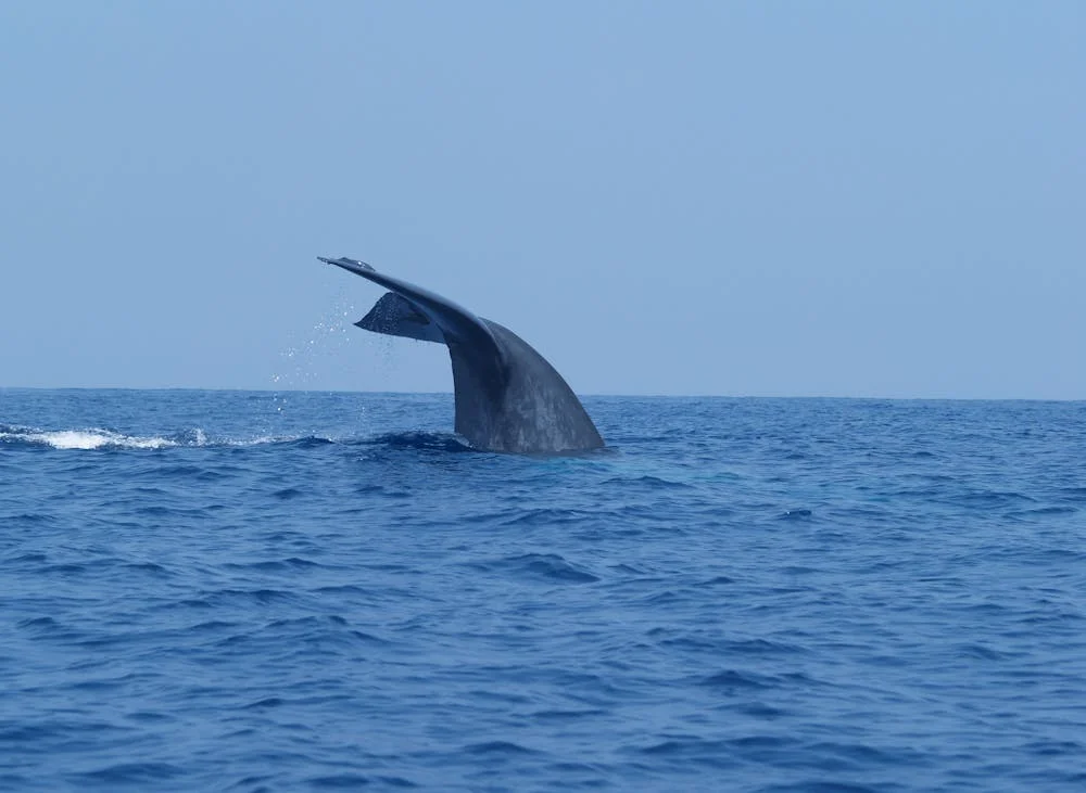Dolphin-Watching-in-Sri-Lanka