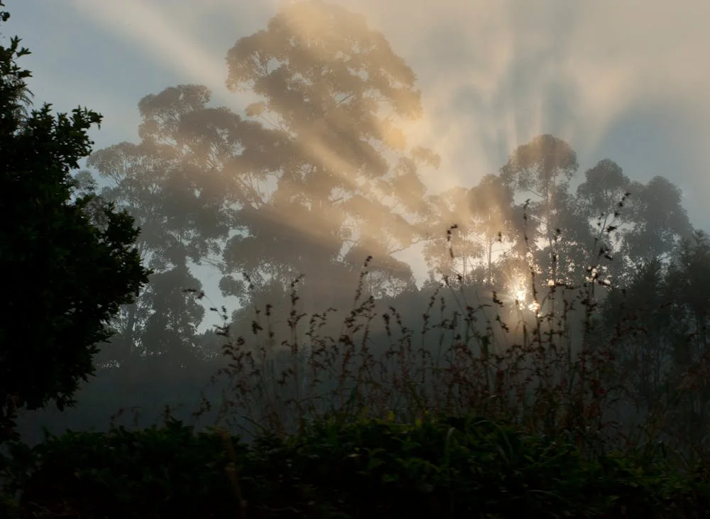Jungle-Trekking-in-Sri-Lanka