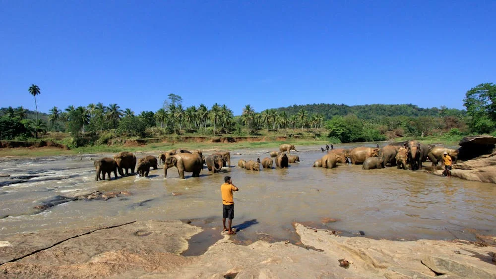 Pinnawala-Elephant-Orphanage