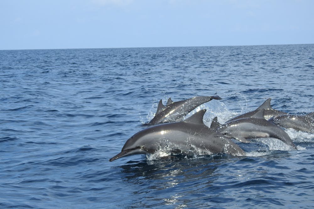Dolphin Sri Lanka