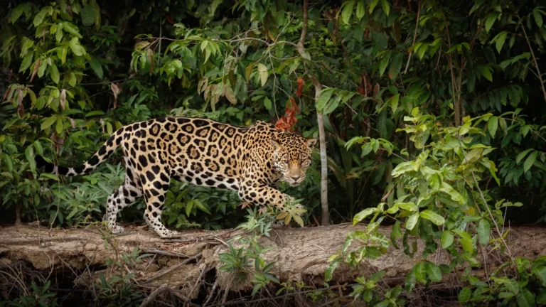 Wild leopard in Sri Lanka