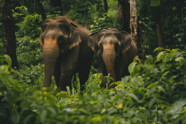 Minneriya elephant gathering