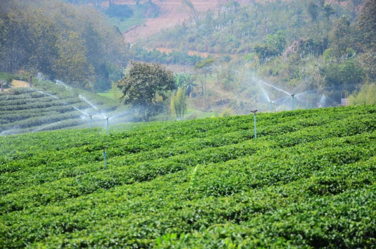 Ceylon tea in Sri Lanka