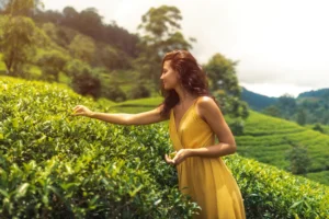 Exploring the World of Ceylon Tea in Sri Lanka