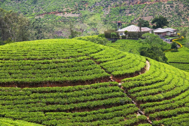 Ceylon tea in Sri Lanka