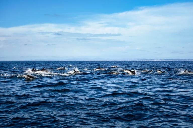 Whale watching in Mirissa