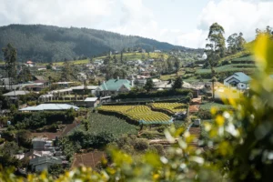 Little England nuwara eliya with tea plantation