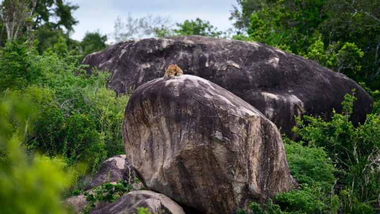 Yala National Park safari Leopard sighting