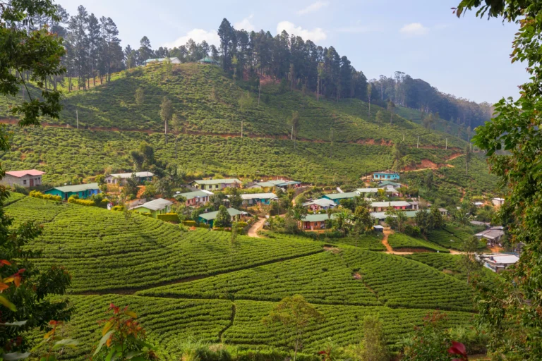 Little England nuwara eliya with tea plantation