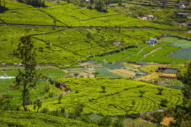 Little England nuwara eliya with tea plantation