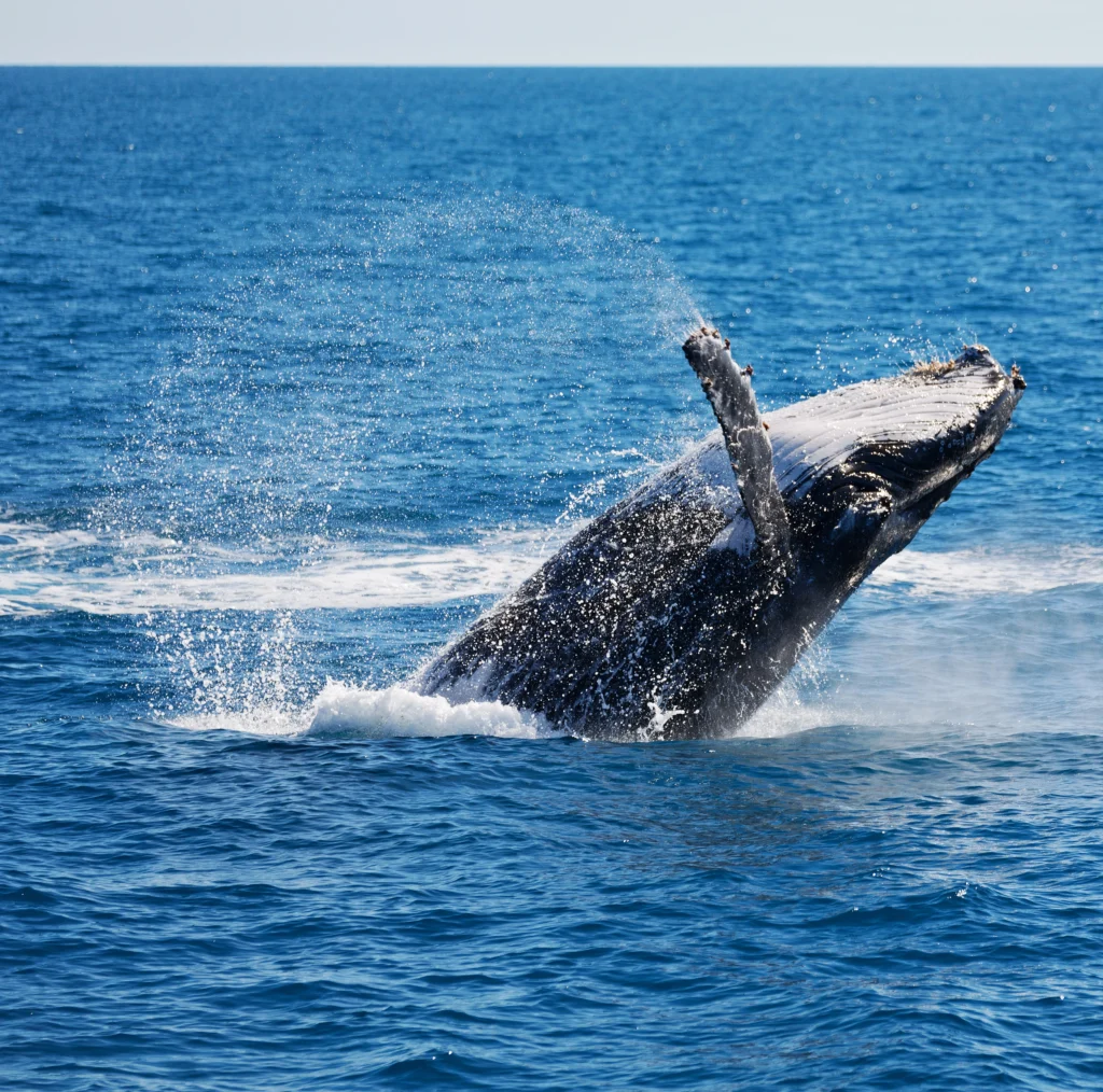 Whale watching in Mirissa