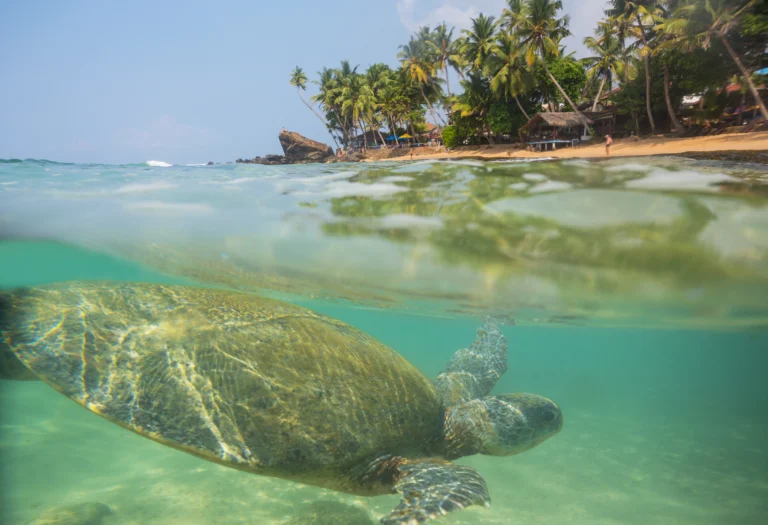 pigeon island in sri lanka